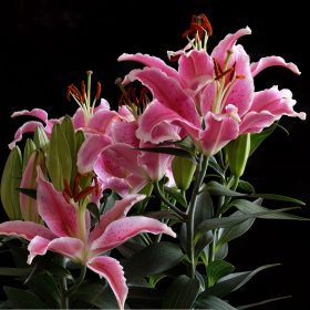 Lillies by Window by Phil Robson